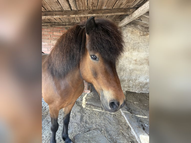 Icelandic Horse Gelding 12 years 13,1 hh Brown in Hohne
