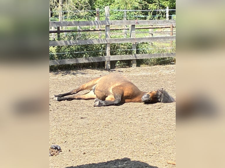 Icelandic Horse Gelding 12 years 13,1 hh Brown in Hohne