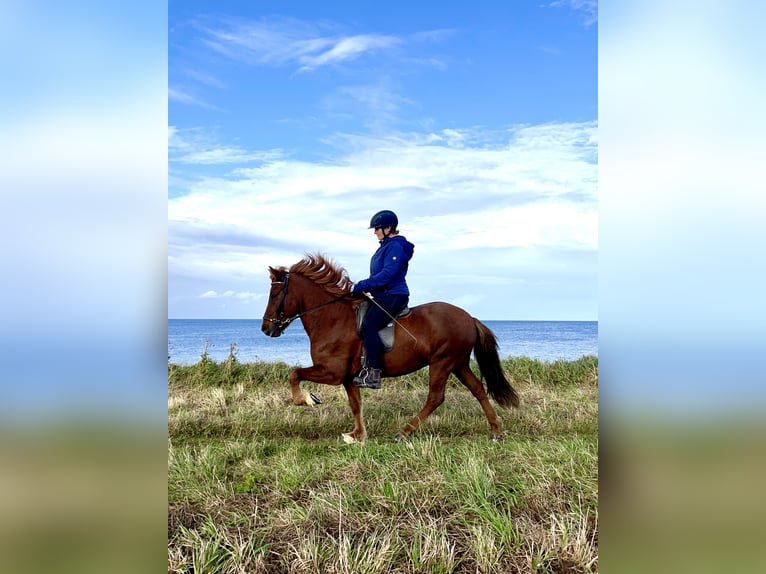 Icelandic Horse Gelding 12 years 13,1 hh Chestnut in Hohenfelde
