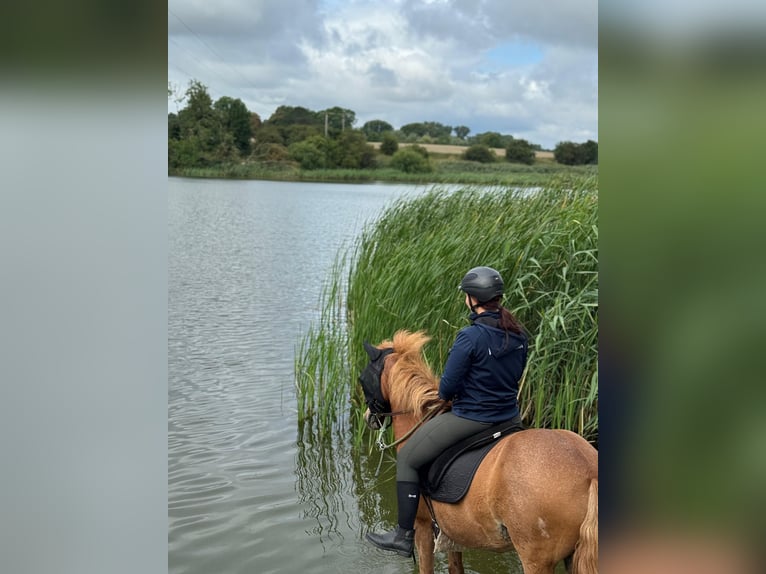 Icelandic Horse Gelding 12 years 13,1 hh Chestnut-Red in M&#xF6;llenhagen