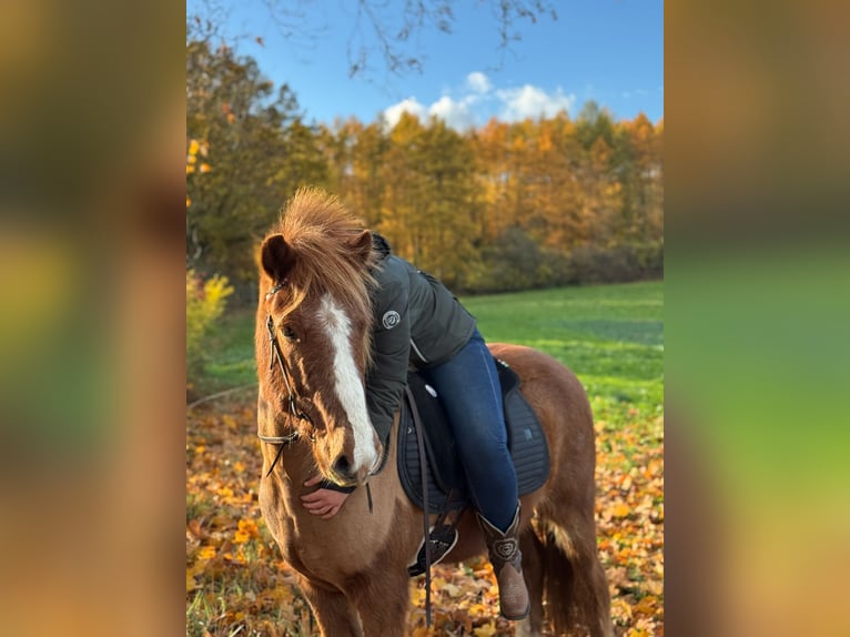 Icelandic Horse Gelding 12 years 13,1 hh Chestnut-Red in M&#xF6;llenhagen