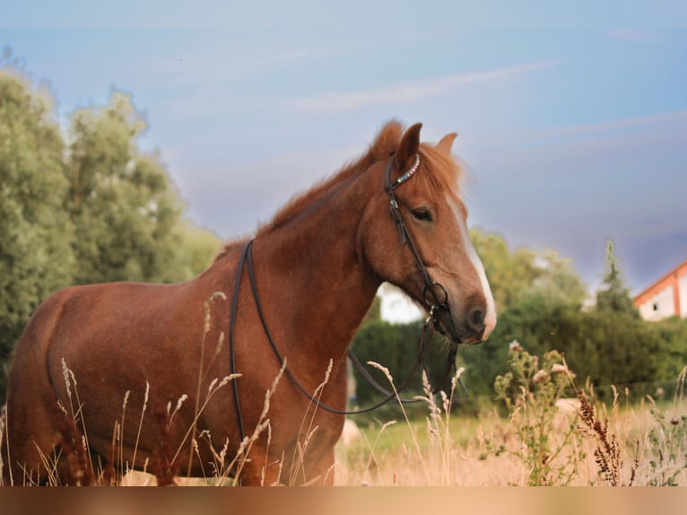 Icelandic Horse Gelding 12 years 13,1 hh Chestnut-Red in M&#xF6;llenhagen
