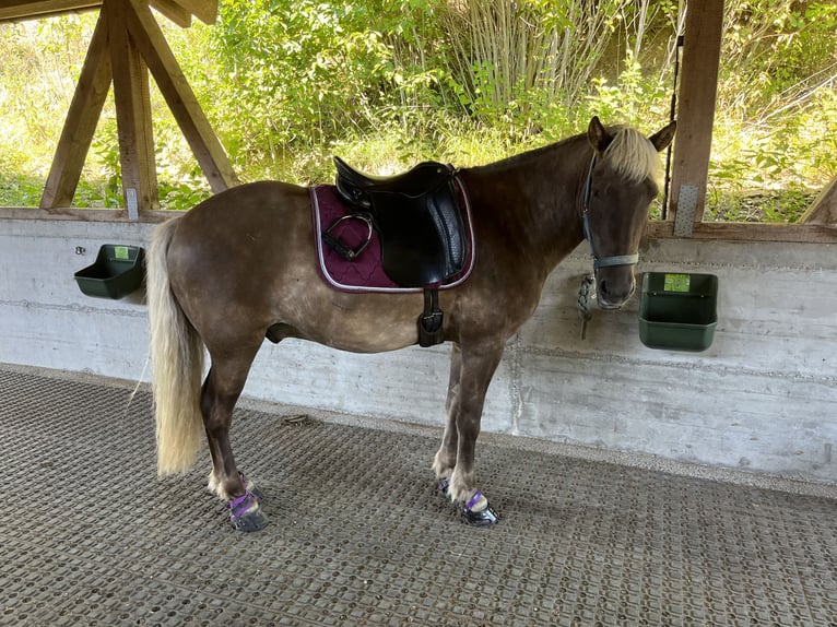 Icelandic Horse Gelding 12 years 13,2 hh Chestnut in M&#xFC;llheim