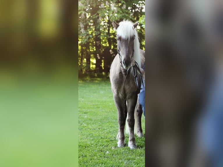 Icelandic Horse Gelding 12 years 13,2 hh Chestnut in M&#xFC;llheim