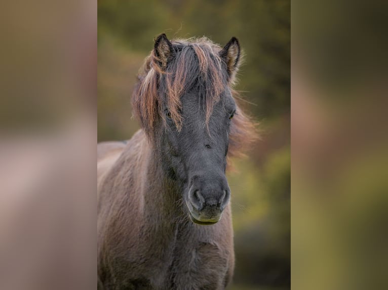 Icelandic Horse Gelding 12 years 13,2 hh Dun in Wermelskirchen