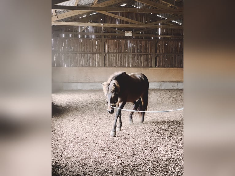 Icelandic Horse Gelding 12 years 14.1 hh Brown in RosenbergRosenberg