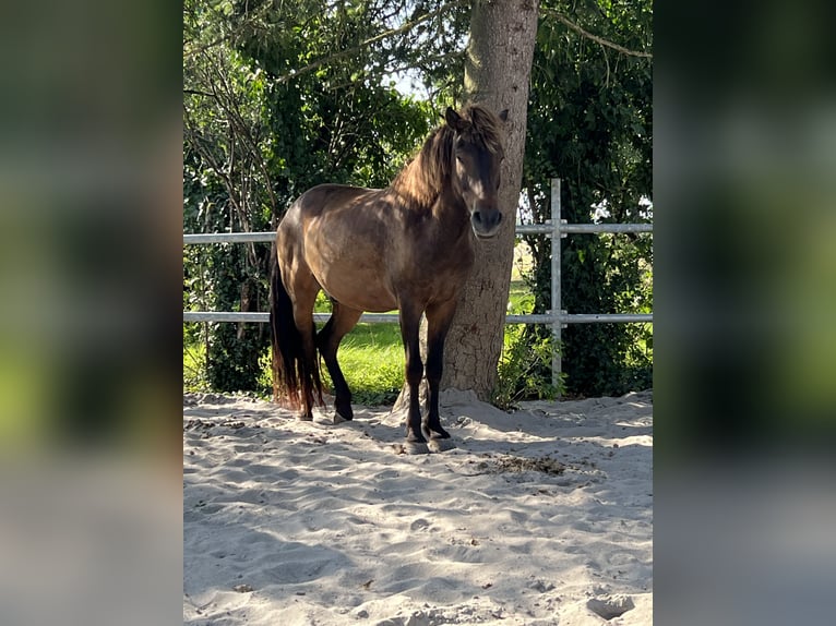 Icelandic Horse Gelding 12 years 14.1 hh Brown in RosenbergRosenberg