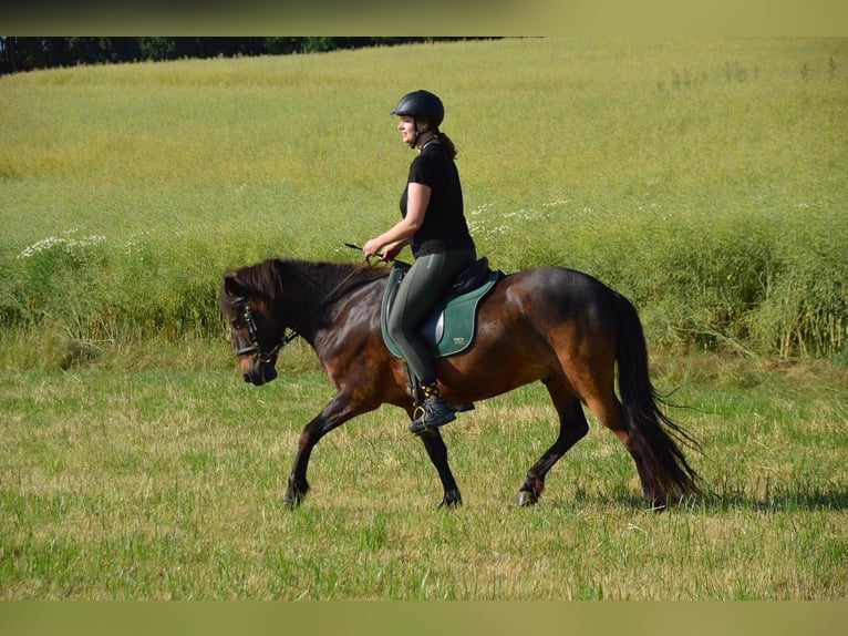 Icelandic Horse Gelding 12 years 14.1 hh Brown in RosenbergRosenberg