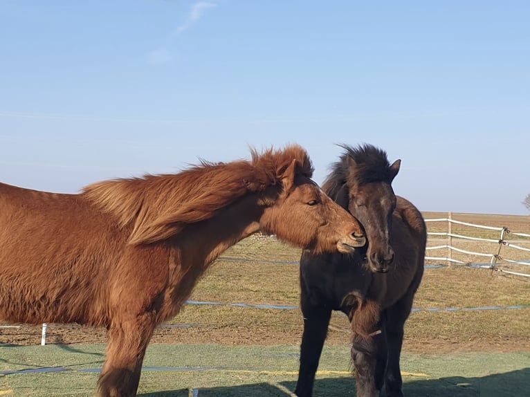 Icelandic Horse Gelding 12 years 14,2 hh Black in Holzgerlingen