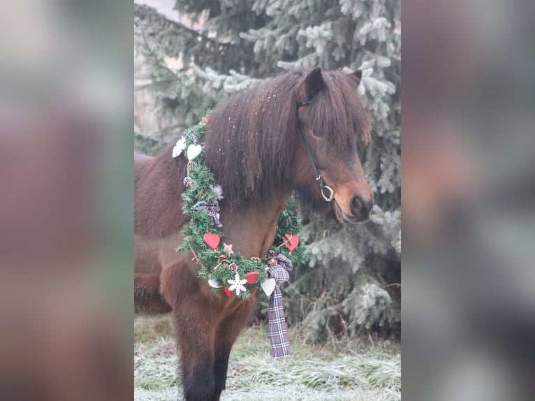 Icelandic Horse Gelding 12 years 14 hh Brown in Verl