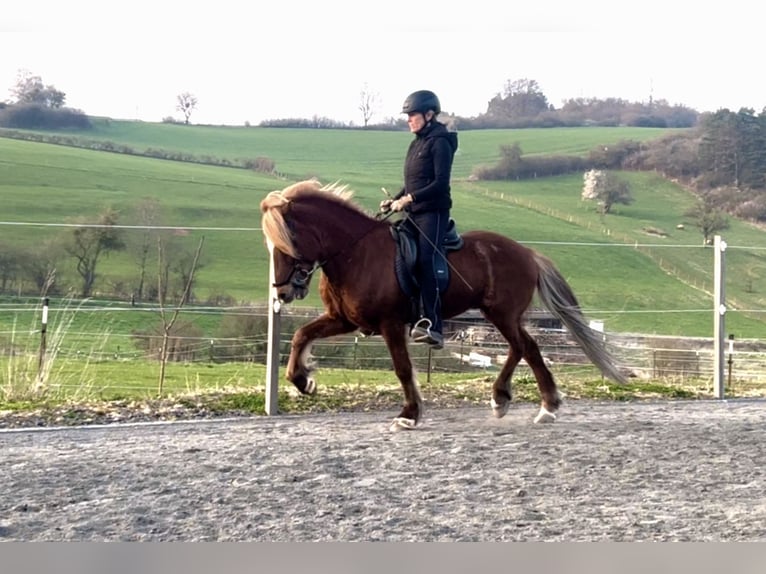 Icelandic Horse Gelding 12 years 14 hh Chestnut in Nettersheim