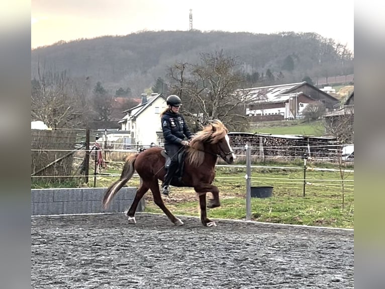 Icelandic Horse Gelding 12 years 14 hh Chestnut in Nettersheim