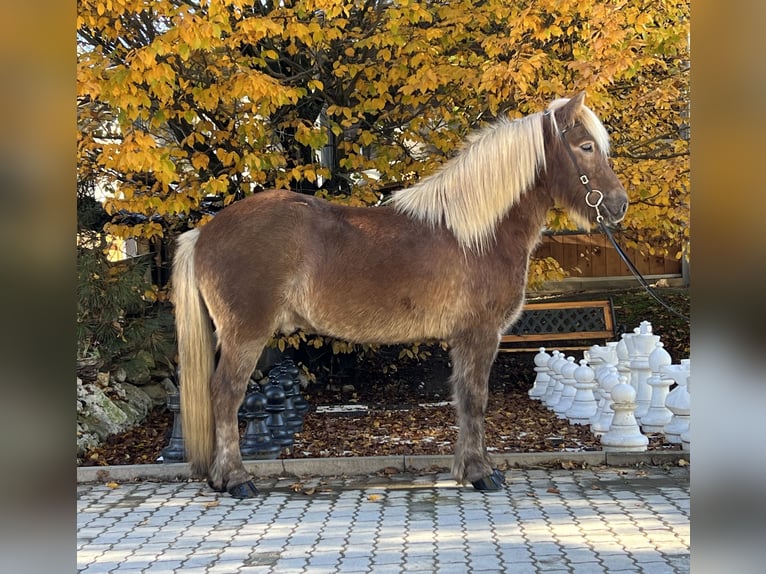 Icelandic Horse Gelding 12 years 14 hh Chestnut in Lochen am See