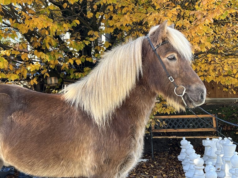 Icelandic Horse Gelding 12 years 14 hh Chestnut in Lochen am See