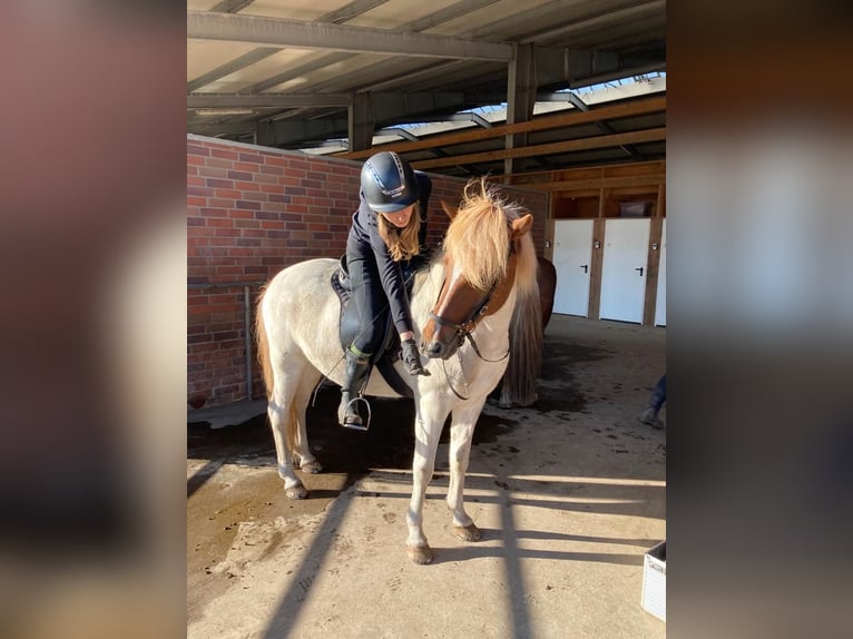 Icelandic Horse Gelding 12 years 14 hh Pinto in Schenefeld