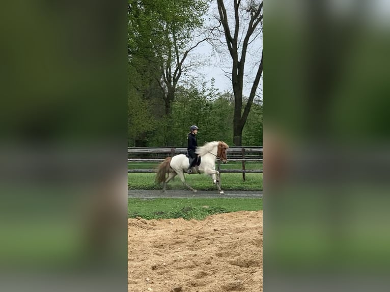 Icelandic Horse Gelding 12 years 14 hh Pinto in Schenefeld