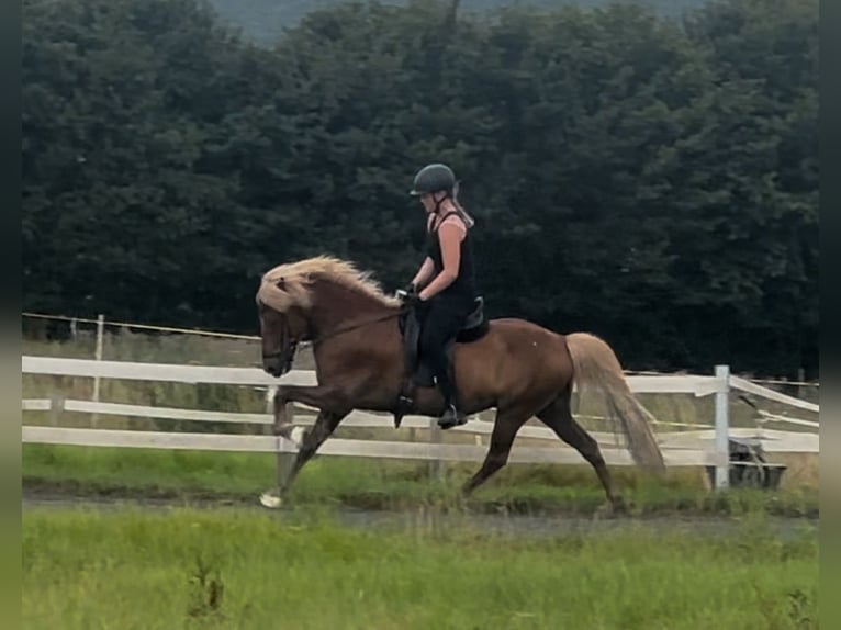 Icelandic Horse Gelding 12 years 14,1 hh Chestnut-Red in Wehrheim