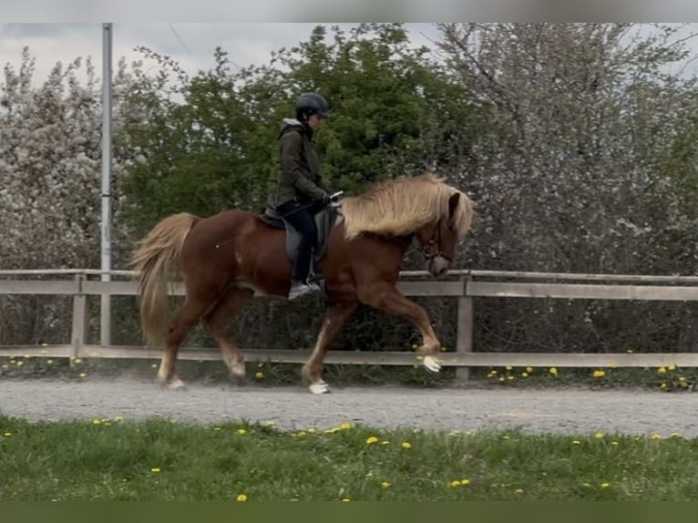 Icelandic Horse Gelding 12 years 14,1 hh Chestnut-Red in Wehrheim