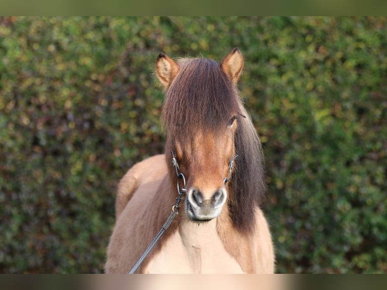 Icelandic Horse Gelding 12 years 14,1 hh Dun in Dohm-Lammersdorf