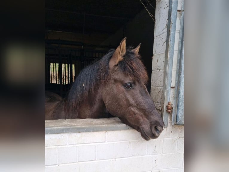Icelandic Horse Mix Gelding 12 years 14,3 hh Black in Bergen