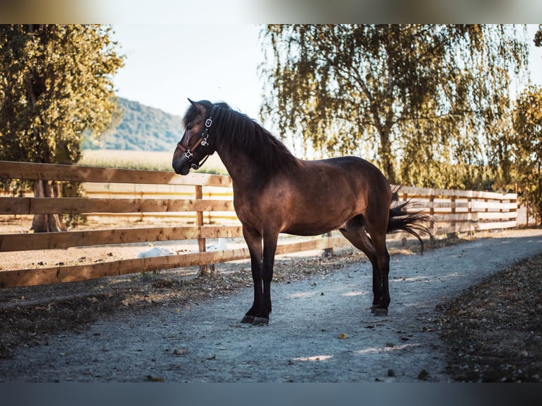 Icelandic Horse Gelding 12 years Brown in Basel