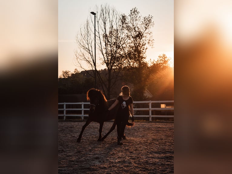 Icelandic Horse Gelding 12 years Brown in Basel