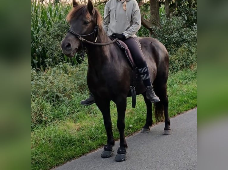 Icelandic Horse Gelding 12 years Smoky-Black in Vollersode
