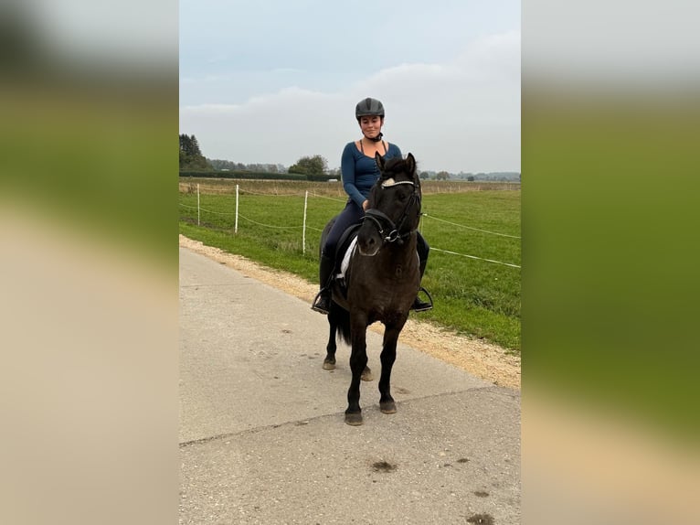 Icelandic Horse Gelding 13 years 13,1 hh Black in Grevenbroich