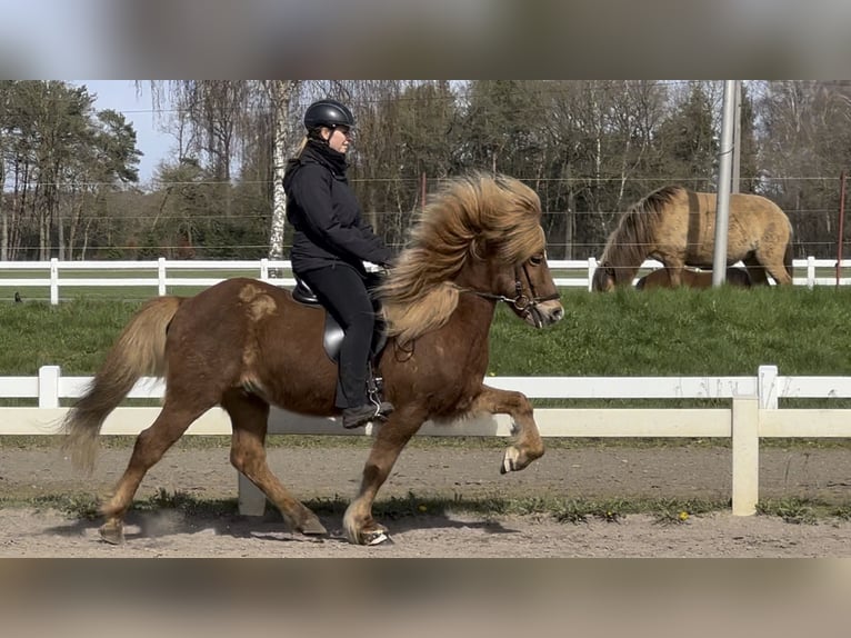 Icelandic Horse Gelding 13 years 13,1 hh Chestnut-Red in Schneverdingen