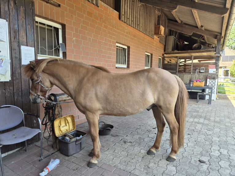 Icelandic Horse Gelding 13 years 13.1 hh Dun in Neustadt am Rübenberge