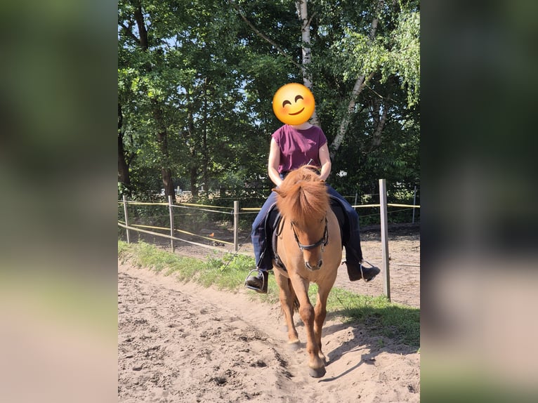 Icelandic Horse Gelding 13 years 13.1 hh Dun in Neustadt am Rübenberge