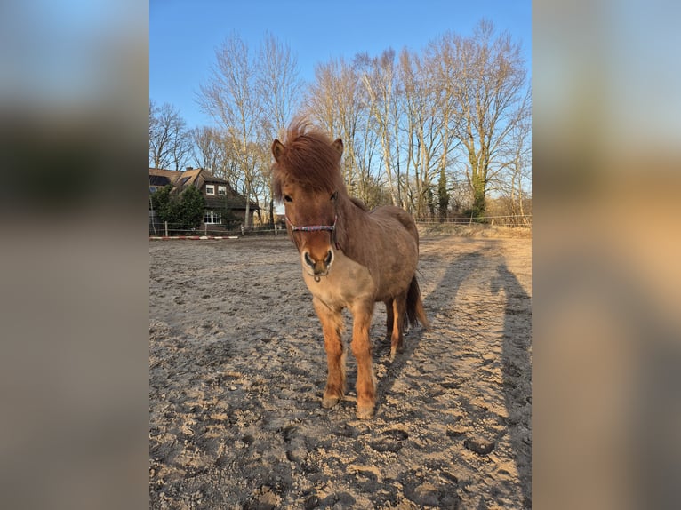 Icelandic Horse Gelding 13 years 13.1 hh Dun in Neustadt am Rübenberge