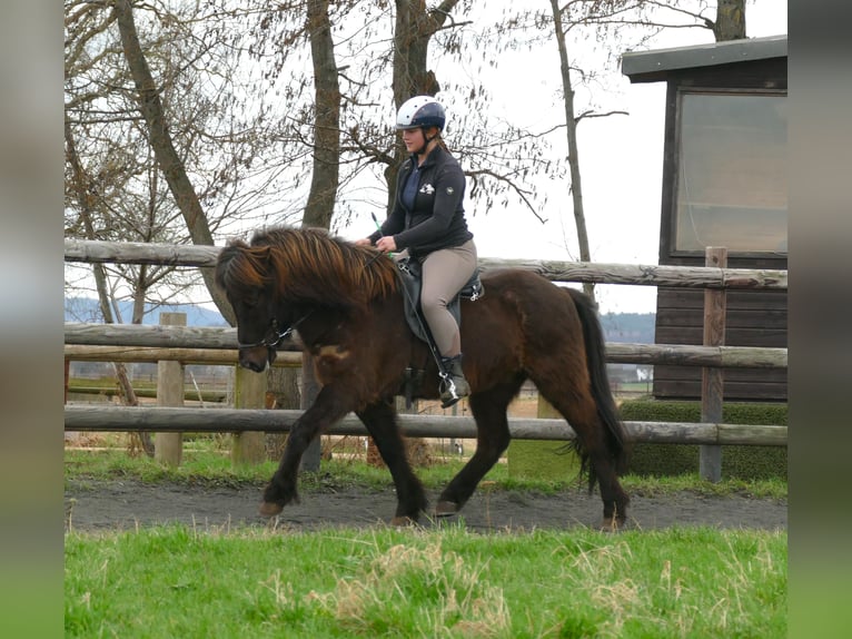 Icelandic Horse Gelding 13 years 13,2 hh Black in Euskirchen
