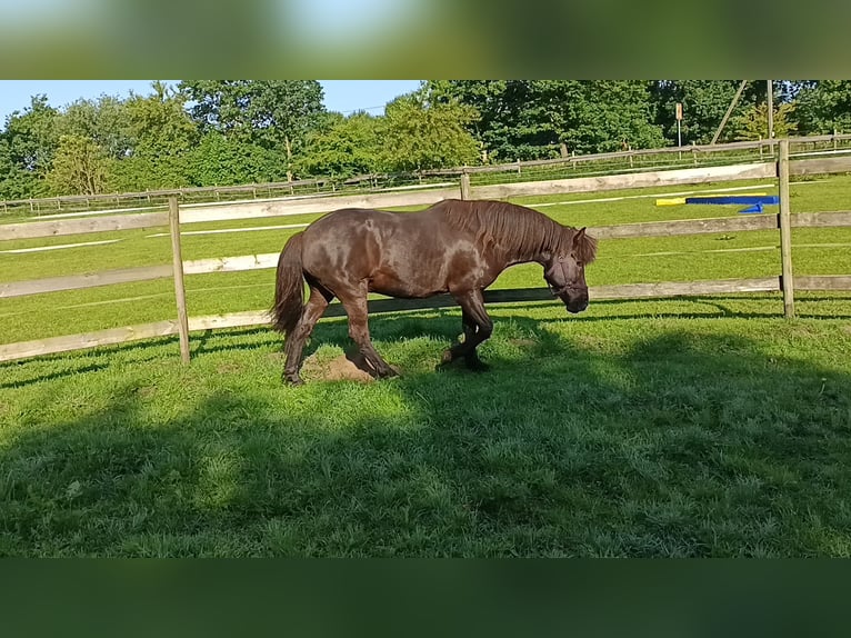 Icelandic Horse Gelding 13 years 13.2 hh Black in Hörup