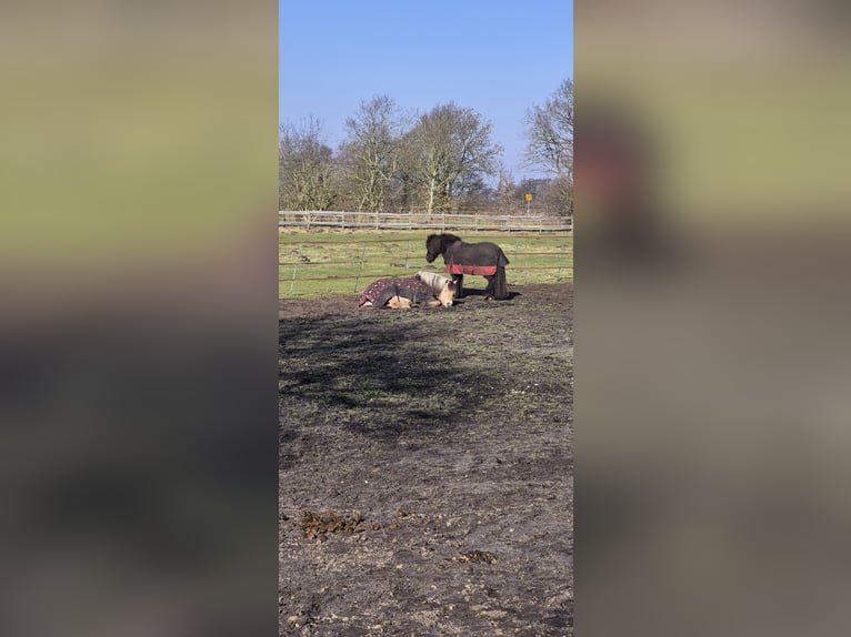 Icelandic Horse Gelding 13 years 13.2 hh Black in Hörup