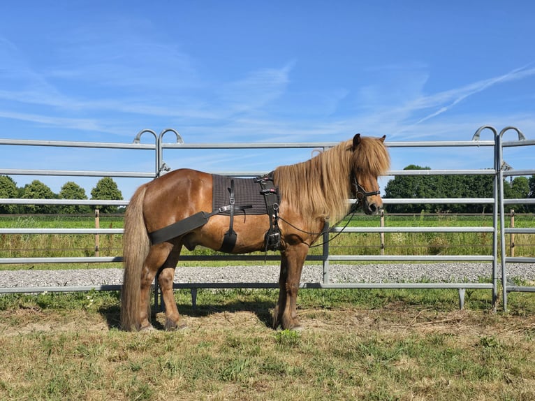 Icelandic Horse Gelding 13 years 13.2 hh Chestnut in Wanroij