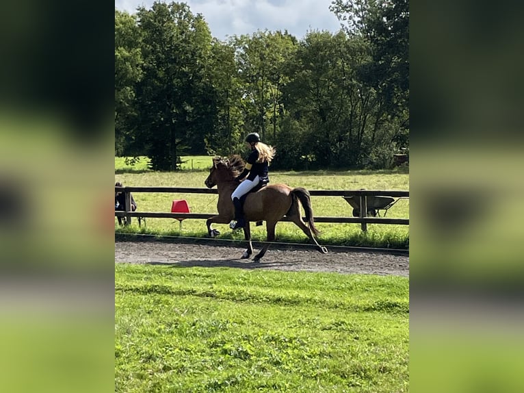 Icelandic Horse Gelding 13 years 13,2 hh Dun in Münster