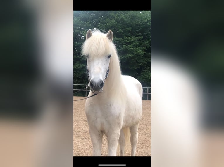 Icelandic Horse Gelding 13 years 13.2 hh Grey in Stockelsdorf