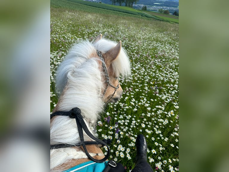 Icelandic Horse Gelding 13 years 13,2 hh Palomino in Aargau (Freiamt)