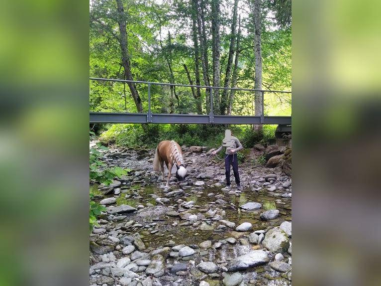 Icelandic Horse Gelding 13 years 13,2 hh Palomino in Aargau (Freiamt)