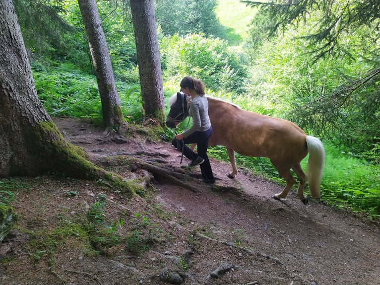 Icelandic Horse Gelding 13 years 13,2 hh Palomino in Aargau (Freiamt)