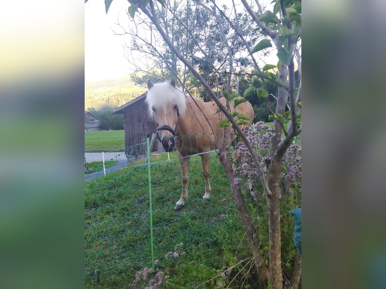 Icelandic Horse Gelding 13 years 13,2 hh Palomino in Aargau (Freiamt)