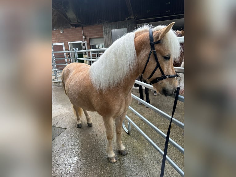 Icelandic Horse Gelding 13 years 13,2 hh Palomino in Aargau (Freiamt)