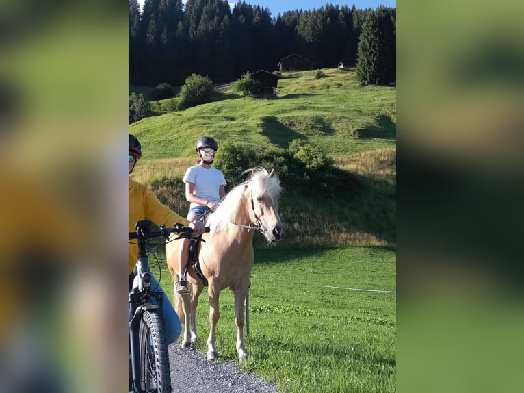 Icelandic Horse Gelding 13 years 13,2 hh Palomino in Aargau (Freiamt)