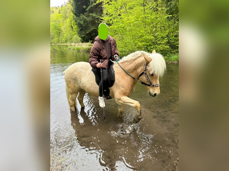 Icelandic Horse Gelding 13 years 13,2 hh Palomino in Aargau (Freiamt)