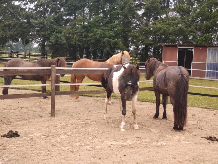 Icelandic Horse Gelding 13 years 13,2 hh Pinto in Borstel