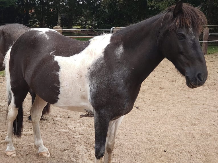 Icelandic Horse Gelding 13 years 13,2 hh Pinto in Borstel