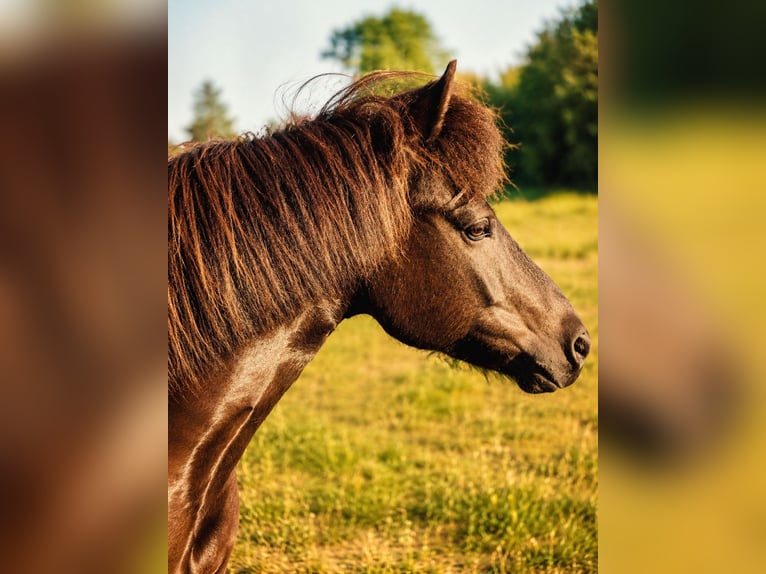 Icelandic Horse Gelding 13 years 13.2 hh Pinto in Vögelsen