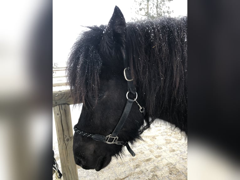 Icelandic Horse Gelding 13 years 13.3 hh Black in Aichtal