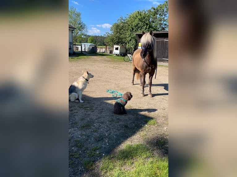 Icelandic Horse Gelding 13 years 13,3 hh Dun in Postbauer-Heng